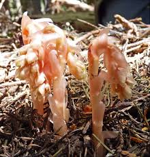 Attēlu rezultāti vaicājumam “Monotropa hypopitys fruit”