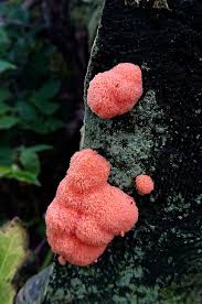 Attēlu rezultāti vaicājumam “Tubifera ferruginosa (subsp. ferruginosa) spores”