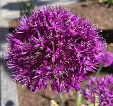 Attēlu rezultāti vaicājumam “Allium holandicum”