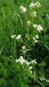 Attēlu rezultāti vaicājumam “Galium boreale bud”
