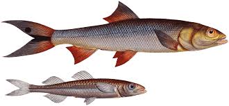 Image result for Elops saurus