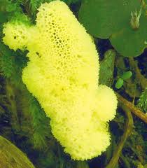 Attēlu rezultāti vaicājumam “Ceratiomyxa porioides”