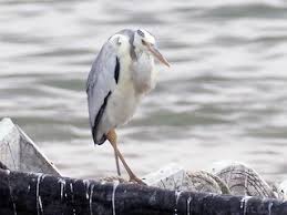Attēlu rezultāti vaicājumam “Ardea cinerea adult”