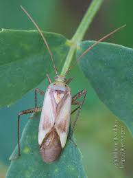Attēlu rezultāti vaicājumam “Adelphocoris lineolatus imago”