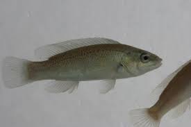 Image result for Tautogolabrus adspersus