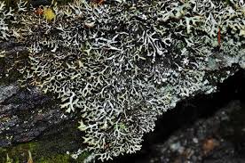 Attēlu rezultāti vaicājumam “Hypogymnia physodes”