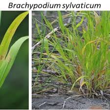 Attēlu rezultāti vaicājumam “Brachypodium sylvaticum”