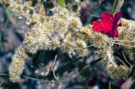 Attēlu rezultāti vaicājumam “Erysimum hieracifolium flower”