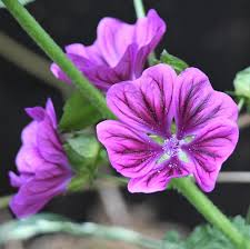 Image result for Malve