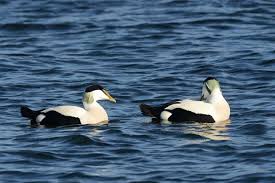 Attēlu rezultāti vaicājumam “Somateria mollissima”