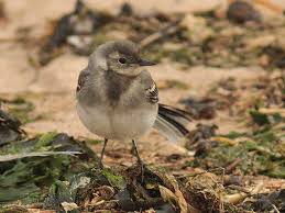 Attēlu rezultāti vaicājumam “Motacilla alba juvenile”