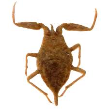 Attēlu rezultāti vaicājumam “Nepa cinerea”