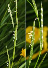 Attēlu rezultāti vaicājumam “Glyceria fluitans”