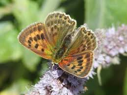 Attēlu rezultāti vaicājumam “Lycaena virgaureae female”