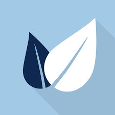 Attēlu rezultāti vaicājumam “Polygonum arenastrum leaf”