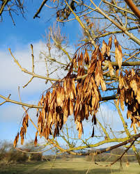 Attēlu rezultāti vaicājumam “Fraxinus excelsior fruit”