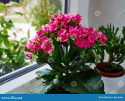 Image result for Lychnis chalcedonica `Dusky Salmon`