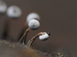 Attēlu rezultāti vaicājumam “Physarum leucopus plasmodium”