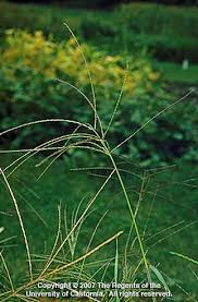 Attēlu rezultāti vaicājumam “Digitaria ischaemum”