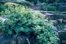 Image result for Alchemilla mollis