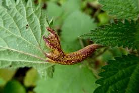 Attēlu rezultāti vaicājumam “Puccinia urticata”