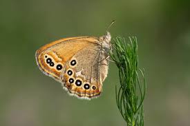 Attēlu rezultāti vaicājumam “Coenonympha hero underside”