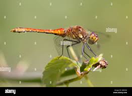 Attēlu rezultāti vaicājumam “Sympetrum sanguineum male”