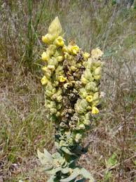 Attēlu rezultāti vaicājumam “Verbascum thapsus flower”