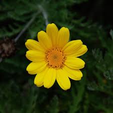 Image result for Färberkamille