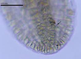 Attēlu rezultāti vaicājumam “Metzgeria violacea”