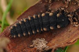 Attēlu rezultāti vaicājumam “Lampyris noctiluca larva”