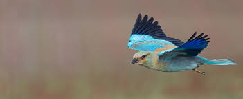 Image result for Bird