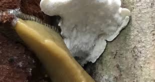 Attēlu rezultāti vaicājumam “Tyromyces chioneus”