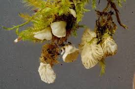 Attēlu rezultāti vaicājumam “Rimbachia neckerae”