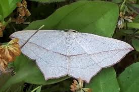 Attēlu rezultāti vaicājumam “Timandra comae”