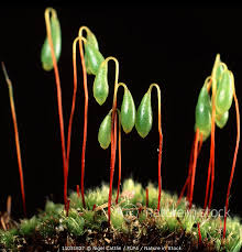 Attēlu rezultāti vaicājumam “Bryum capillare”