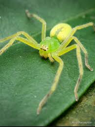 Attēlu rezultāti vaicājumam “Micrommata virescens”