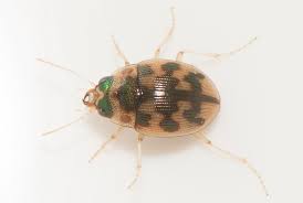 Attēlu rezultāti vaicājumam “Omophron limbatum”