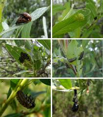 Attēlu rezultāti vaicājumam “Chrysomela vigintipunctata”