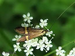 Attēlu rezultāti vaicājumam “Adelidae”