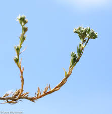 Attēlu rezultāti vaicājumam “Scleranthus perennis flower”