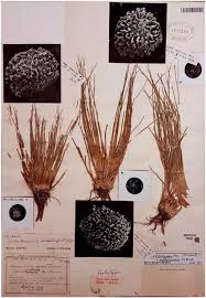 Attēlu rezultāti vaicājumam “Isoetes echinospora leaf”