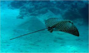 Image result for Aetobatus narinari