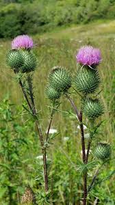 Attēlu rezultāti vaicājumam “Cirsium vulgare”