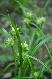 Attēlu rezultāti vaicājumam “Carex lasiocarpa male flower”