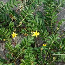 Attēlu rezultāti vaicājumam “Potentilla arenaria leaf”