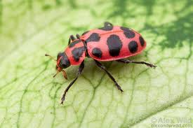 Attēlu rezultāti vaicājumam “Coccinellidae”