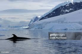 Image result for Balaenoptera bonaerensis