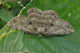 Attēlu rezultāti vaicājumam “Hypomecis roboraria”