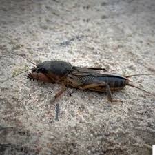 Attēlu rezultāti vaicājumam “Gryllotalpa gryllotalpa”